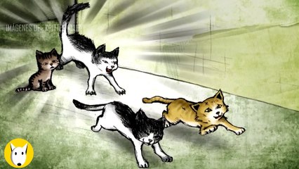 Gatito no puede dejar ir a su padre muerto, amasándolo hasta que despierte