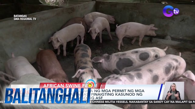 Biosecurity at pagkuha ng mga permit ng mga babuyan sa Batangas, pinaigting kasunod ng mga naitalang kaso ng ASF | Balitanghali