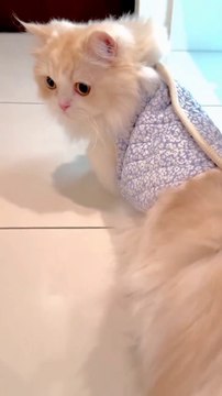 mene Tera name Nasha rakha so pretty little cats videos #cat #shortvideo #youtubeshorts