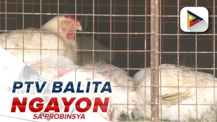 Manok at chicken dung mula sa ibang probinsiya, ipinagbawal na ipasok sa Benguet