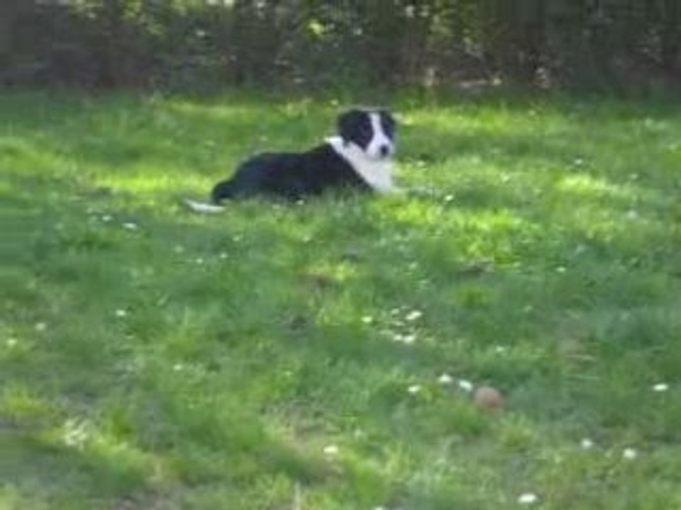 Ania ( border collie )