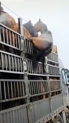 #Horse_ger_gea_gadi_se_#horse_