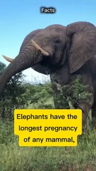 Facts about Elephant for knowledge and education.