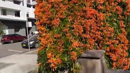 Orange Trumpet Vine at Sutherland Garden 🌺