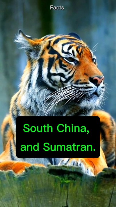 Facts about Tiger for knowledge, Education.