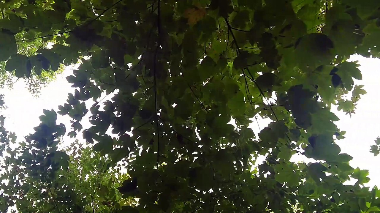 Tenderness of leaves