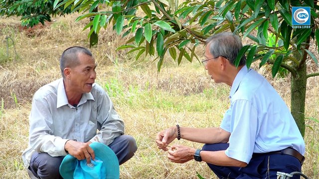 Phần 2_Phòng trừ bệnh tuyến trùng trên cây Sầu Riêng