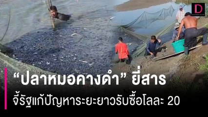 จับเท่าไหร่ก็ไม่หมด "ปลาหมอคางดำ" จี้รัฐแก้ปัญหาระยะยาวรับซื้อโลละ 20 | HOTSHOT เดลินิวส์ 06/08/67