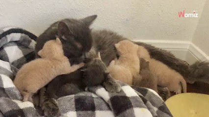 Des chatons en mauvais état sont retrouvés dans un camping : des sauveteurs ont une idée brillante pour les sauver