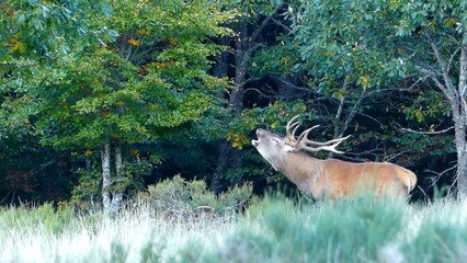 Wildlife Photographers Observe Red Deer During Mating Season in Southern France