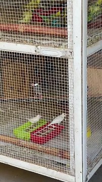 #trending #viral #usa #shortvideo #baby #parrot #parrotlover #parrottalking #budgies #pet #birds