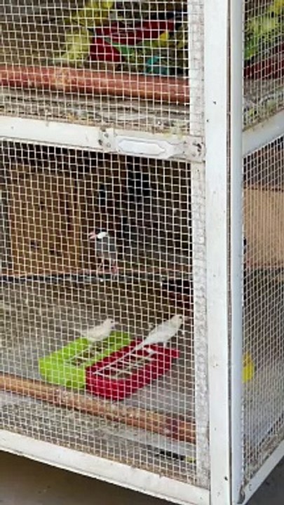 #trending #viral #usa #shortvideo #baby #parrot #parrotlover #parrottalking #budgies #pet #birds