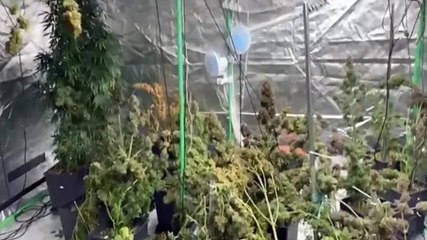 Evine sera kurup, kenevir yetiştiren şüpheli: Esrar piyasada çok pahalı, kendim için ektim