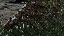1000056481
