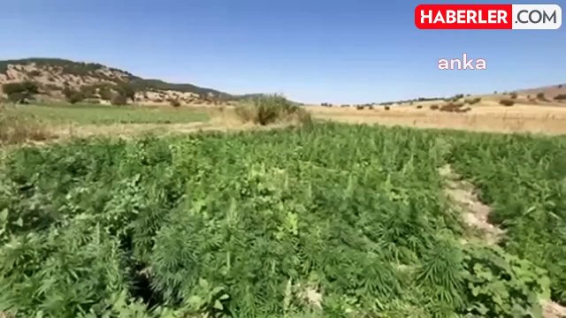 Diyarbakır'da Narko-Terör Operasyonunda 2 Milyon 269 Bin Kök Kenevir Ele Geçirildi