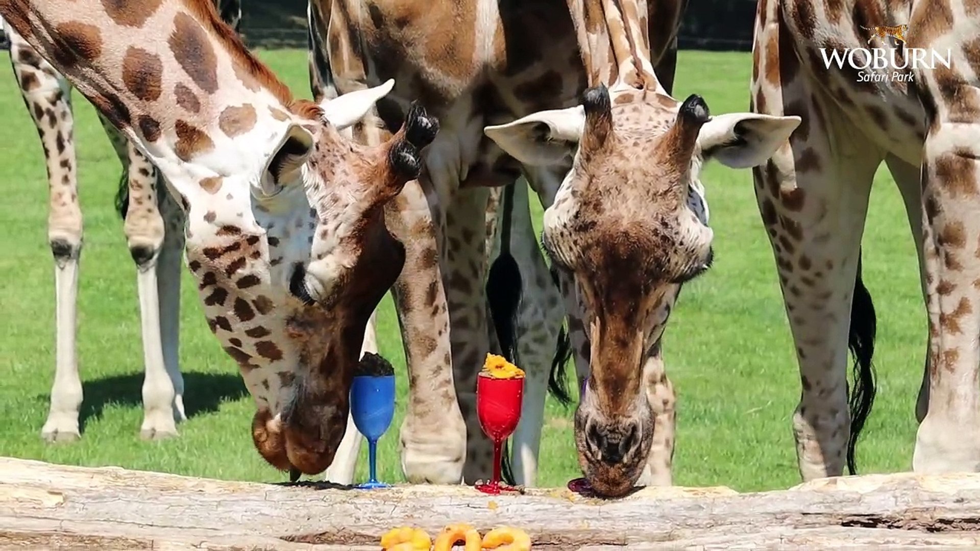 ⁣London-06-08-24-Giraffes at Woburn Safari Park Enjoy 'Summer Party'