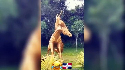 Funny Videos Compilation  Pranks - Amazing Stunts