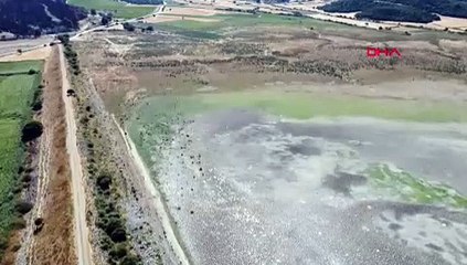 Bir zamanlar göçmen kuşların yuvasıydı... Dev gölet keçi otlağı oldu