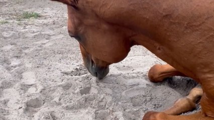 Woman captures wholesome moment of her horse laying his head in her lap