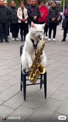 Cat  Singer|| cat talent on road||