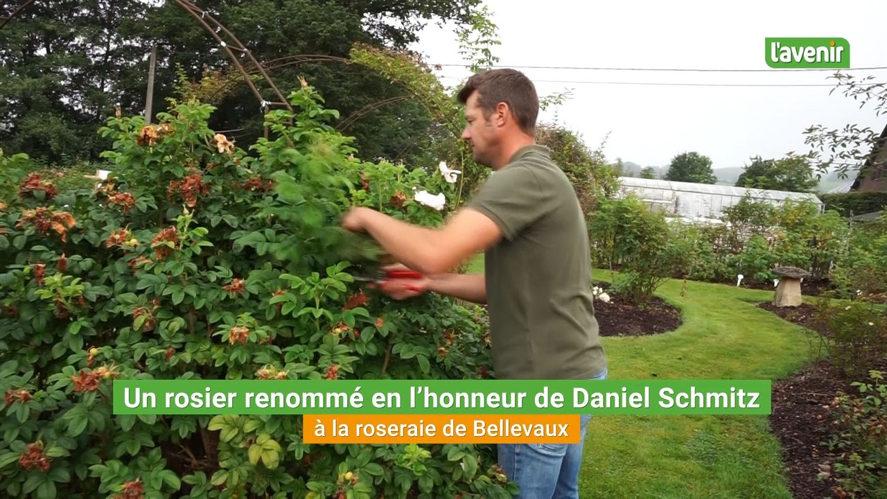 Chez "Les roses de Daniel", un rosier a été renommé en l'honneur de Daniel Schmitz