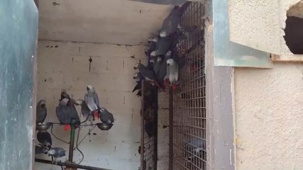 Bakan Yumaklı: İstanbul Havalimanı'nda 309 Jako türü papağana el koyuldu