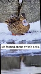 Ice formed on the swan's beak. Watch the full video