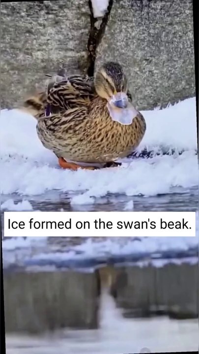 Ice formed on the swan's beak. Watch the full video