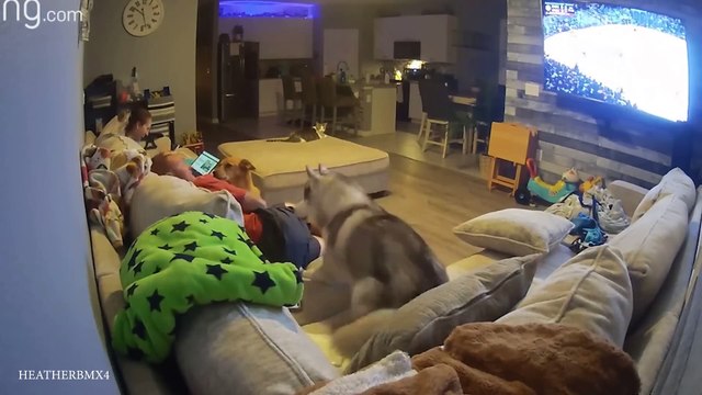 Huskies are the Ultimate Drama Queens! Funny Animals Videos 2024