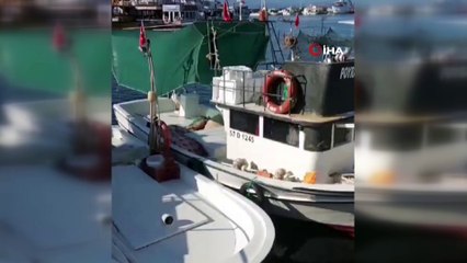 Sinop'ta su samurunun sahil keyfi