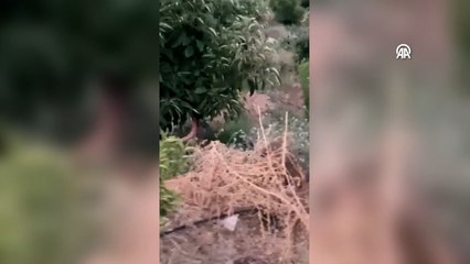 Tavukları için "pazarlık yaptığı" tilki ile dost oldu