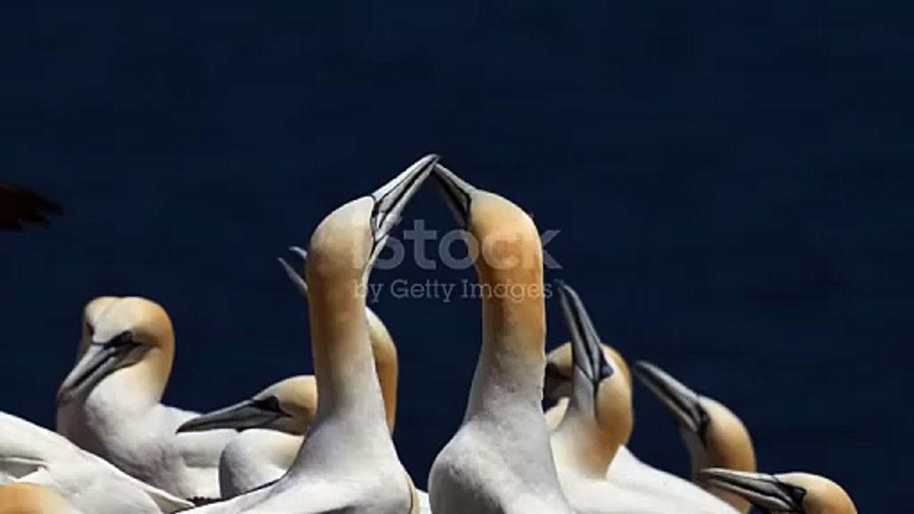 istockphoto-2165260081-640_adpp_is