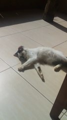 Cute cats are busy themselves