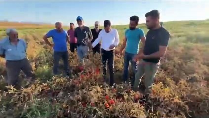 CHP'li Başevirgen: İktidar çiftçiyi öldürmeye çalışıyor
