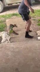 Fox Tries to Attack Man When He Attempts to Feed it