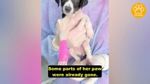 Little Puppy Had Been Dumped in a Rural Area and Her Tiny Paw Is Deformed