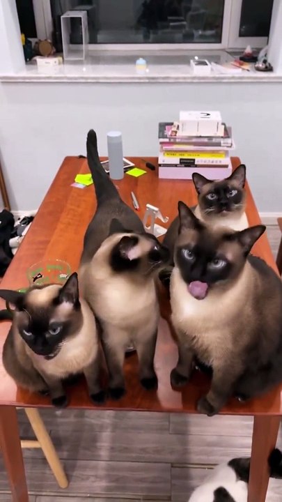 My last few brain cells trying to work together