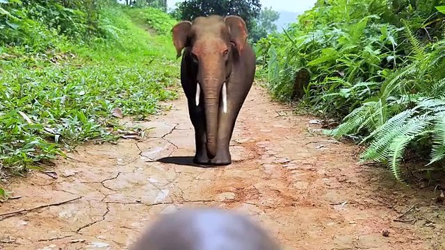 Monkey Baby Bon Bon plays with Funny Balloons and naughty with Ducklings in the swimming pool