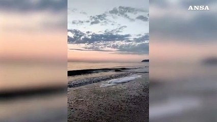 In 80 a Riccione per rilasciare in mare le tartarughe Mortadella e Nina