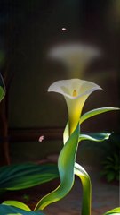 Never seen such a plant