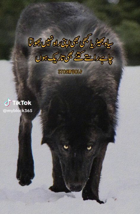 Wolf