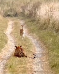 شکاری شکار کرتے ہوئے