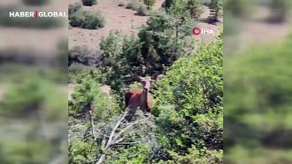 Salda Gölü kenarına bırakılan kızıl geyiklerin ilk kez yavruladığı görüldü