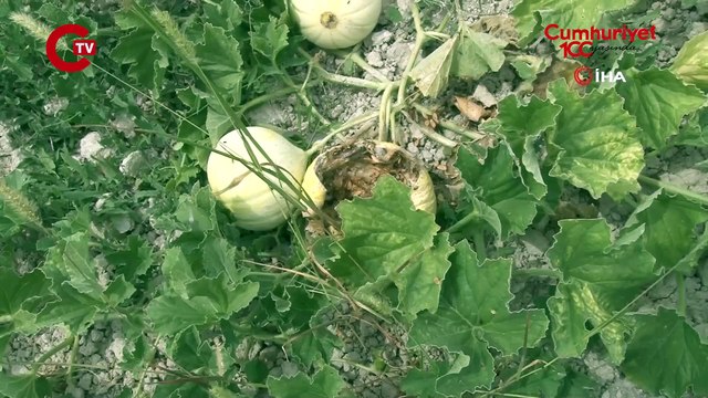Çatalca’da kavun tarlalarına dadanan domuzlar çiftçileri canından bezdirdi