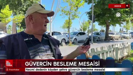 Düzce'de Necmi dedenin köyden şehre güvercin besleme mesaisi