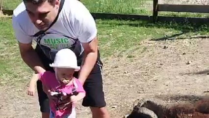 Little girl meets a sweet tumble while meeting goats at her dad's farm