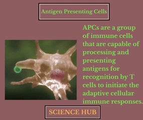 what are antigen presenting cells