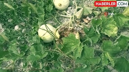 Çatalca'da kavun tarlalarına dadanan domuzlar çiftçileri canından bezdirdi