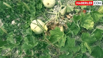 Çatalca'da kavun tarlalarına dadanan domuzlar çiftçileri canından bezdirdi