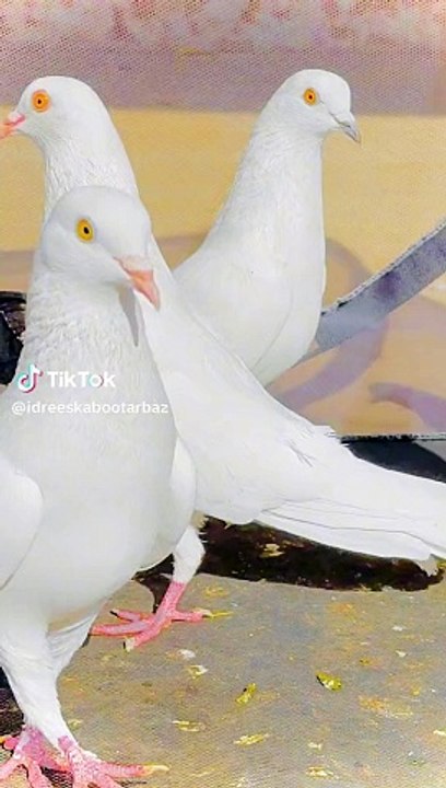 Pigeon  beautiful